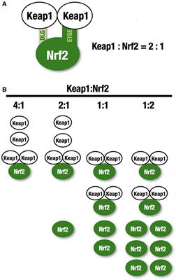 The KEAP1–NRF2 System in Cancer